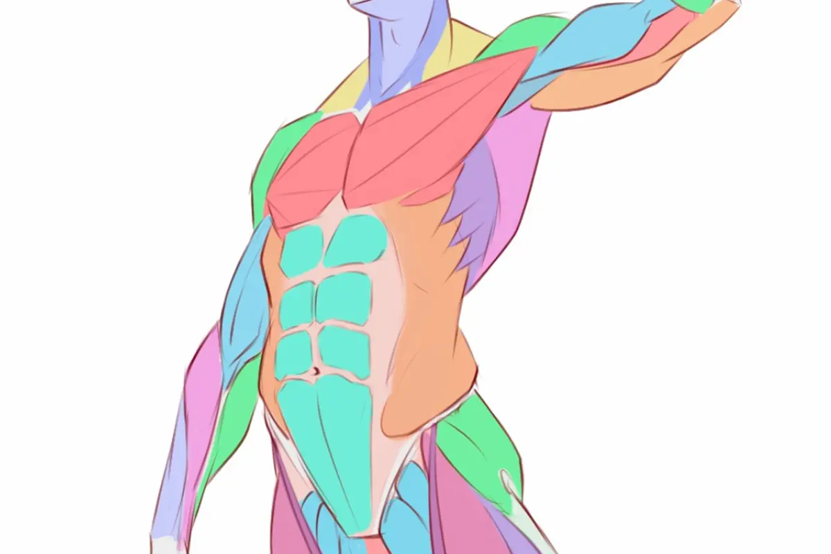 5 Steps to Drawing Anatomy on Easy Mode: A Beginner’s Guide
